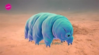 حیواناتی که از غیر ممکن جان سالم به در بردند