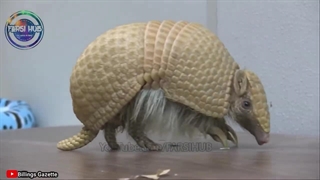 هشت تا از بزرگترین پنجه ها در بین حیوانات جهان