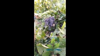 انگور سیاه شرابی نهال باما