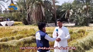 برداشت مکانیزه  برنج محلی در توکل شهرستان قصرقند