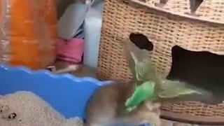 گربه و حیوانات