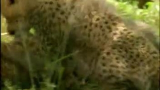 چنگهای هم گونه ای-bahabadmuseum