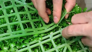 نصب سریع دیوار سبز مصنوعی