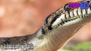 بزرگترین مار های جهان | آیا هنوز بزرگترین مار دنیا وجود داره؟