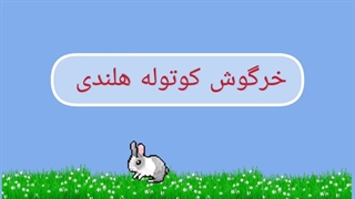 خرگوش کوتوله هلندی دوست داشتنی