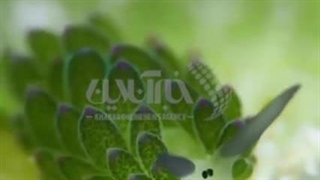 حلزون میمونی