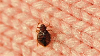 حمله ساس‌ها به فرانسه و تهدید المپیک