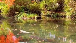 طبیعت ژاپن:'(>^