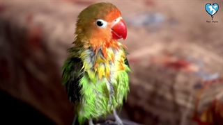 آموزش حرف زدن به طوطی برزیلی