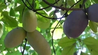 عجیب ترین میوه ها که شاید تاکنون ندیده باشید