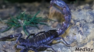 خطرناک ترین عقرب های دنیا