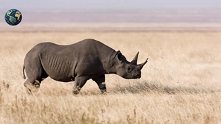 حیوانات منقرض شده