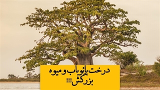 درختی که فقط میوه اش۴۰ سانتیمتر طول دارد