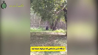 رفتن مرد مست داخل قفس شیر - منبع تابناک