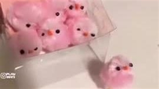 ولی این فقط کنجکاوی بود<<<<<<