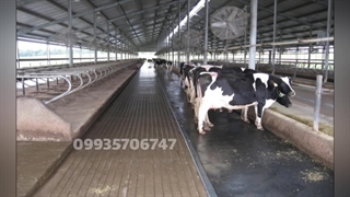 تاثیرات مه پاش در سالن فری استال گاوداری