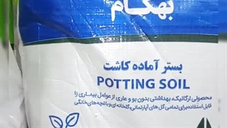 نمایندگی فروش خرید ارسال پخش قیمت عرضه خاک گل آپارتمان بهکام به کام بنفشه آفریقایی بونسای بنسای کوکوپیت زاموفیلیا در کرمان