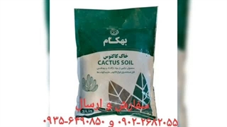 نمایندگی فروش خرید ارسال پخش قیمت عرضه خاک گل آپارتمان بهکام به کام بنفشه آفریقایی بونسای بنسای کوکوپیت زاموفیلیا در یزد