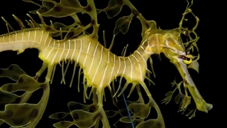 عجیب ترین حیواناتی که تا حالا اسمشونم نشنیدید!