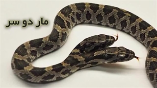 عجیب ترین جهش های ژنتیکی در حیوانات