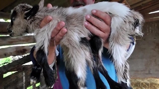 گربه پرنده؟ عجیب ترین جهش های ژنتیکی در حیوانات