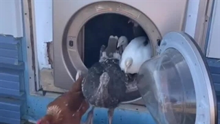 تقدیم به پدرانی که معتقدند هیچ چیز، دورریختنی نیست :)