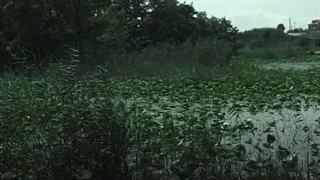 دانلود آهنگ مرداب رضا صادقی (تماشای قسمت ۲ سریال مرداب)