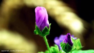 به خدا اعتماد کن 1