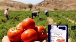 کاربرد و معرفی کود مخصوص گوجه فرنگی شوک