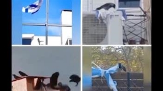 حتی حیوانات خدا هم میتونن حق رو از باطل تشخیص بدن