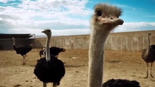 بزرگترین حیوانات : حقایق باورنکردنی بزرگترین حیوانات جهان که تاکنون کسی به شما نگفته