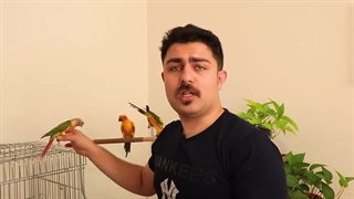 آموزش به پشت خوابیدن به انواع طوطی