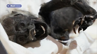 راز «پری دریایی فیجی» که ترکیبی از ۳ حیوان است