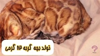 زایمان گربه | مجله حیوانات خانگی پتسی
