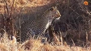 آهوی تازه متولد شده مثل یک قهرمان مرد