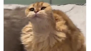 خلاصه نکنین