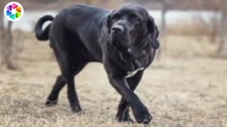 خطرناک ترین حیوانات جهان