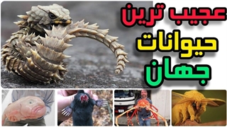 عجیب ترین حیوانات حیات وحش