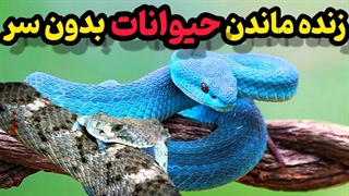 حیوانات شگفت انگیزی که بعد از مرگ زنده می مانند