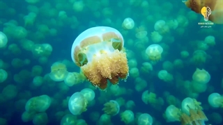 موجودات عجیب و غریب که فقط تو مکان های خاصی میتونید پیداشون کنید