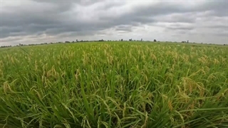 خرید برنج عمده از کشاورز