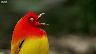 رقص دراماتیک پرندگان