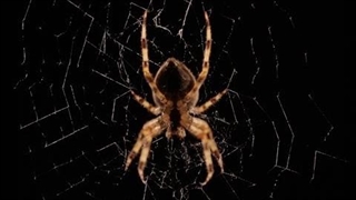 تایم لپس ساخت تار عنکبوتی زیبا