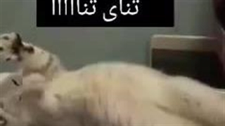 محض گوگولی بودنش-