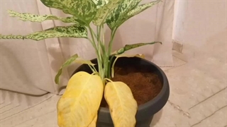 خرید و قیمت انواع بهترین قوی سم قارچ کش مخصوص حشرات کرم خر خاکی حشره کش هزارپا از بین برنده آفات گیاهان آپارتمانی باغچه درکرج