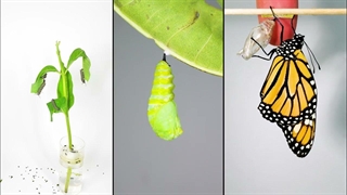 چرخه زندگی پروانه مونارک