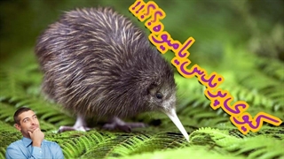 پرنده ای که اسم میوه داره!! کیوی اسم میوه است یا پرنده بالاخره؟!