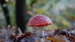 قارچ های سمی : ده تا از قارچ های سمی جهان که کشنده هستند