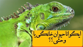 ایگوانا رو میشه تو خونه نگه داشت یا خطرناکه؟
