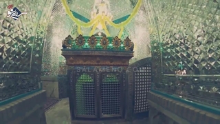 چنار 900 ساله؛ قدیمی‌ترین بازمانده چنارهای تهران